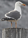 juvenile LBBG in October, ringed in Norway. (131273 bytes)